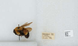 Слика од Bombus affinis Cresson 1864