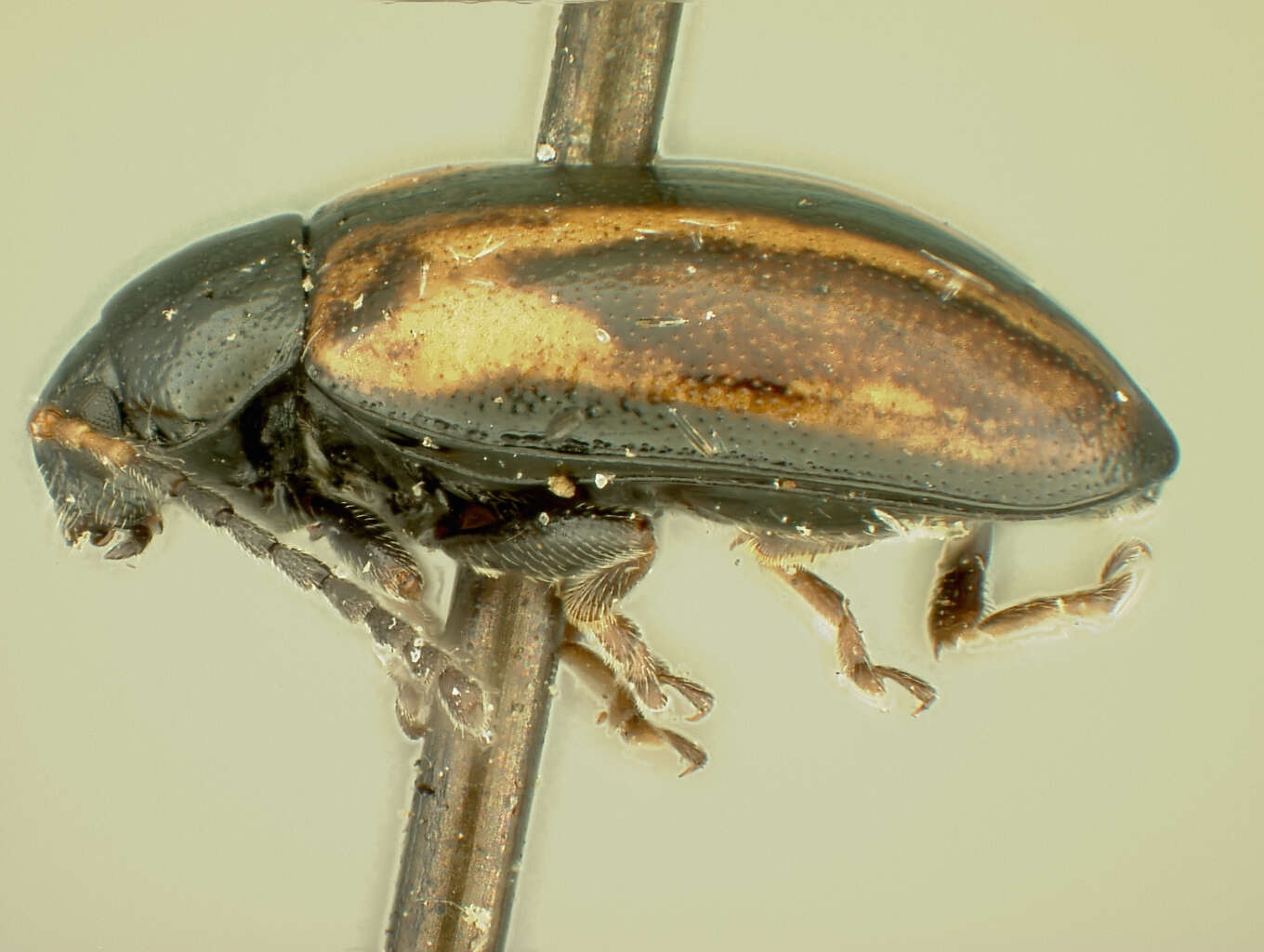 Image of Horseradish Flea Beetle