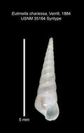 Image of Melanella chariessa (A. E. Verrill 1884)