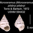 Image of <i>Microceramus <i>pilsbryi</i></i> pilsbryi