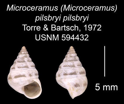 Imagem de <i>Microceramus <i>pilsbryi</i></i> pilsbryi