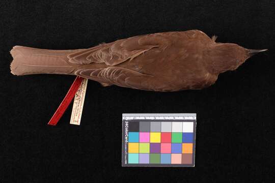 Image of Turdus plebejus differens (Nelson 1901)