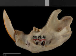 Image of Merriam's Pocket Gopher