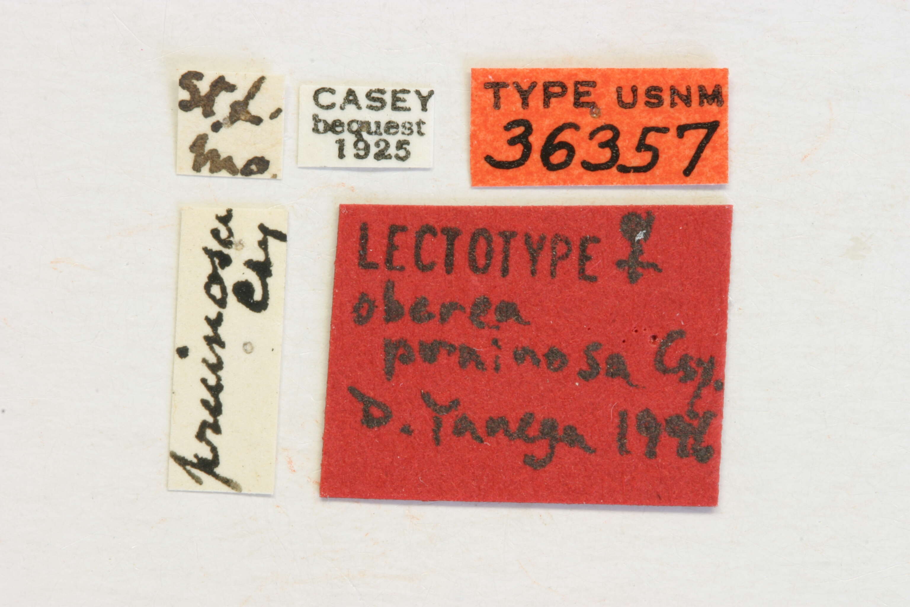 Image of Oberea pruinosa Casey 1913