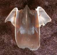 Image of Grimpoteuthis boylei Collins 2003