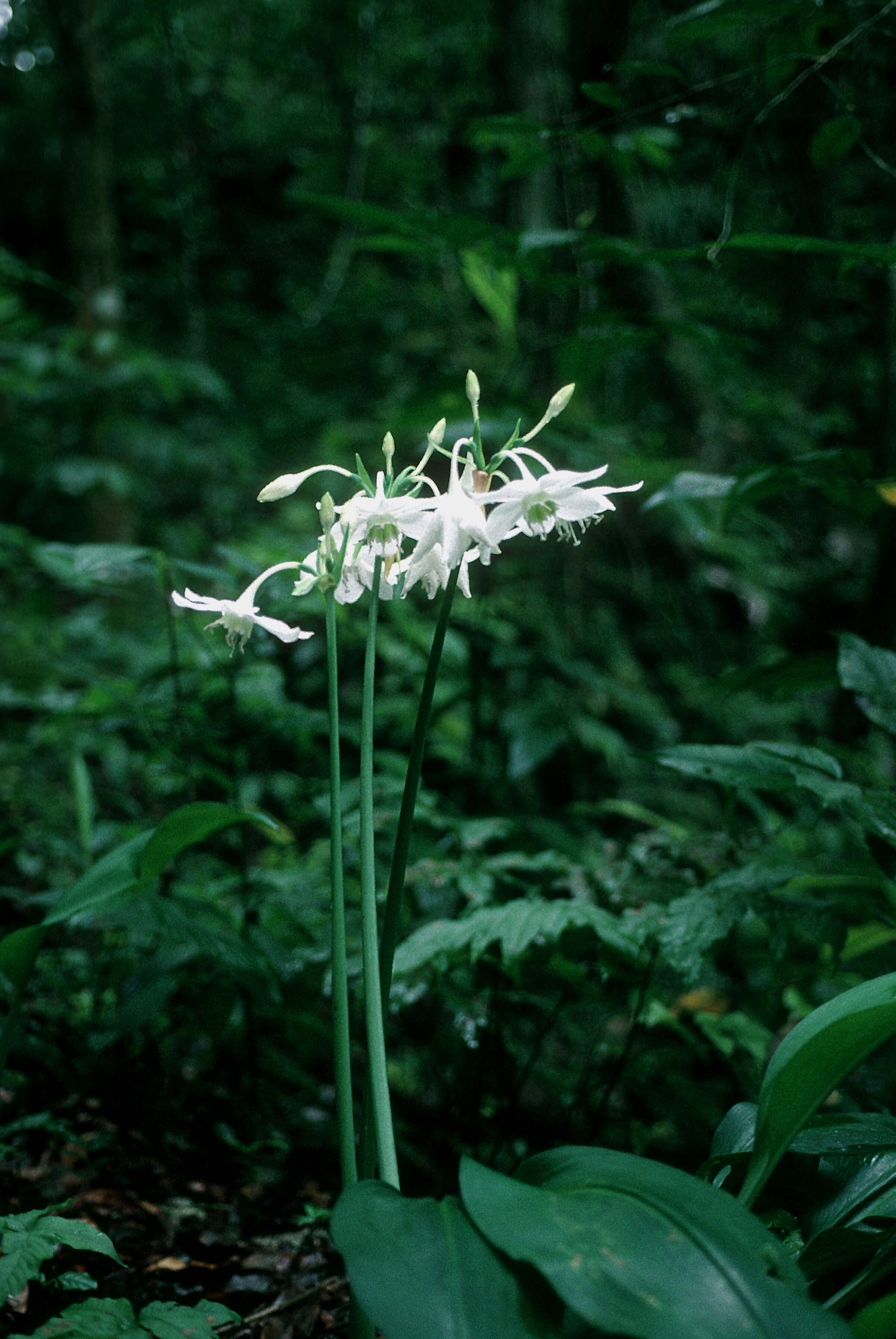 Image de Eucharis amazonica Linden ex Planch.