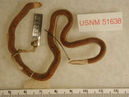 Image of Lumholz's Reed Snake