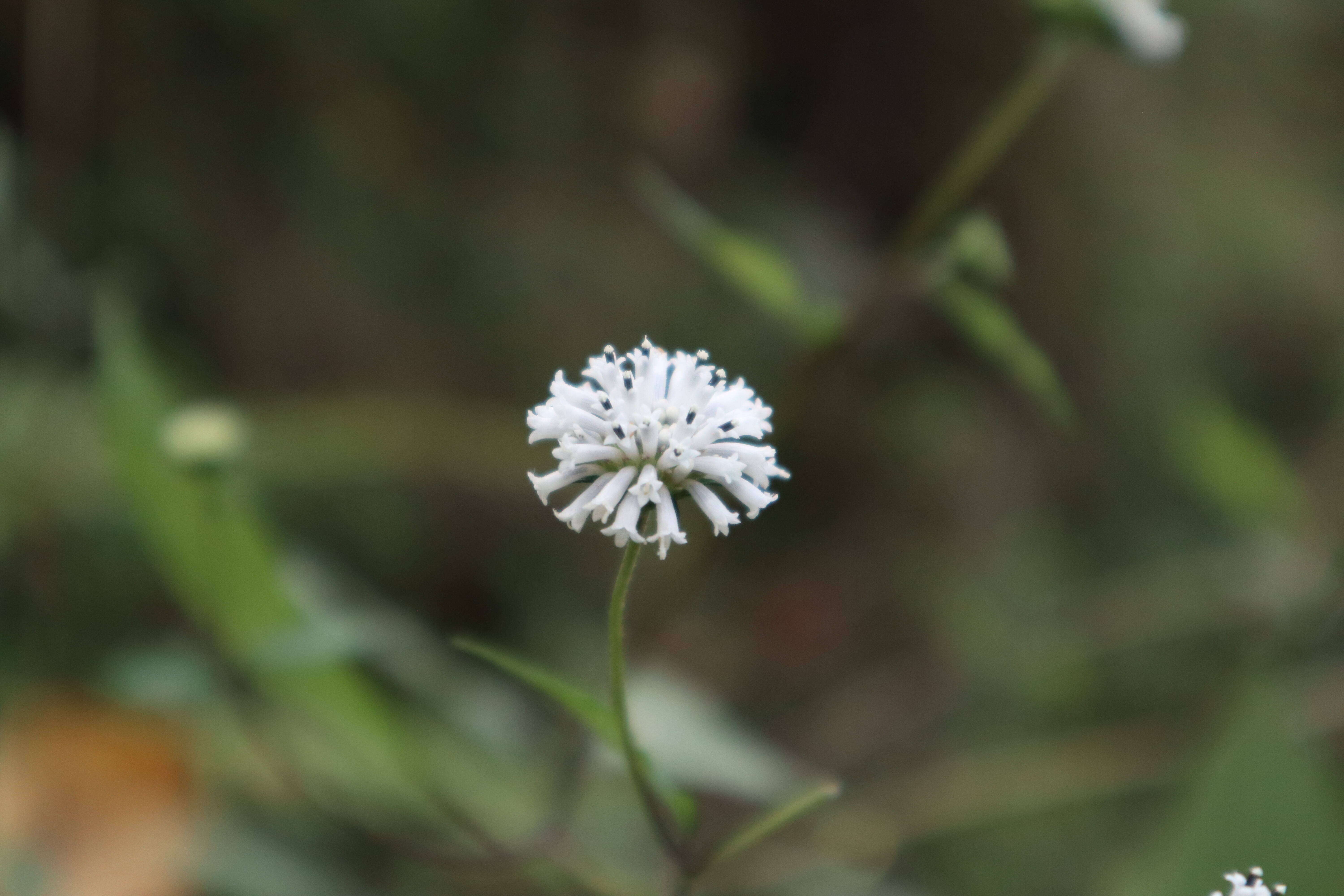 Sivun Melanthera nivea (L.) Small kuva