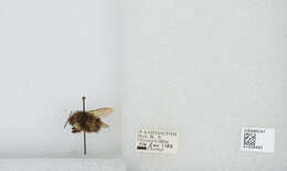 Image of Sitka bumble bee