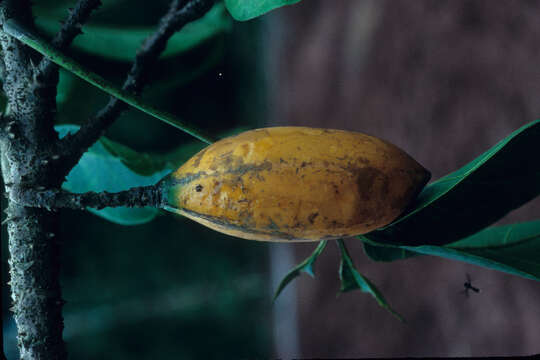 Image of Jacaratia digitata (Poepp. & Endl.) Solms-Laub.