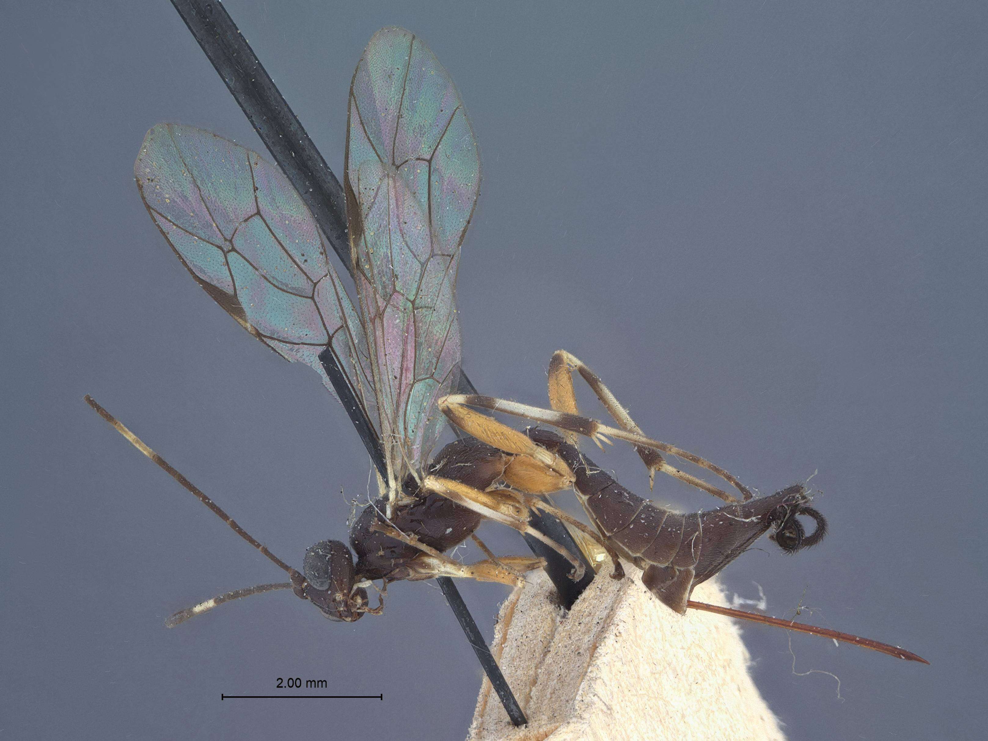Image of Helcostizus tibialis Townes 1962
