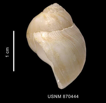 Image of Euspira strebeli (Dall 1908)