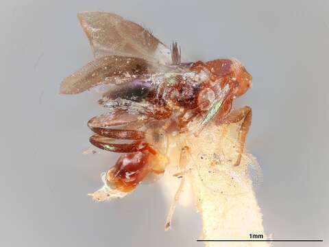 Image of Chrysoplatycerus