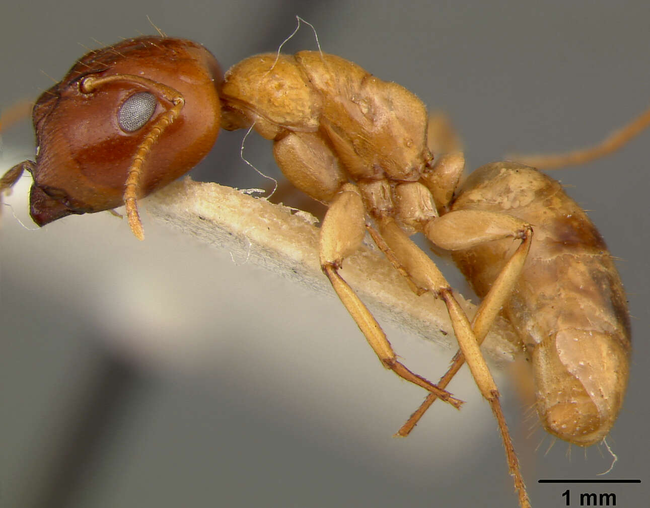 Image of Camponotus maudella seemanni Mann 1921