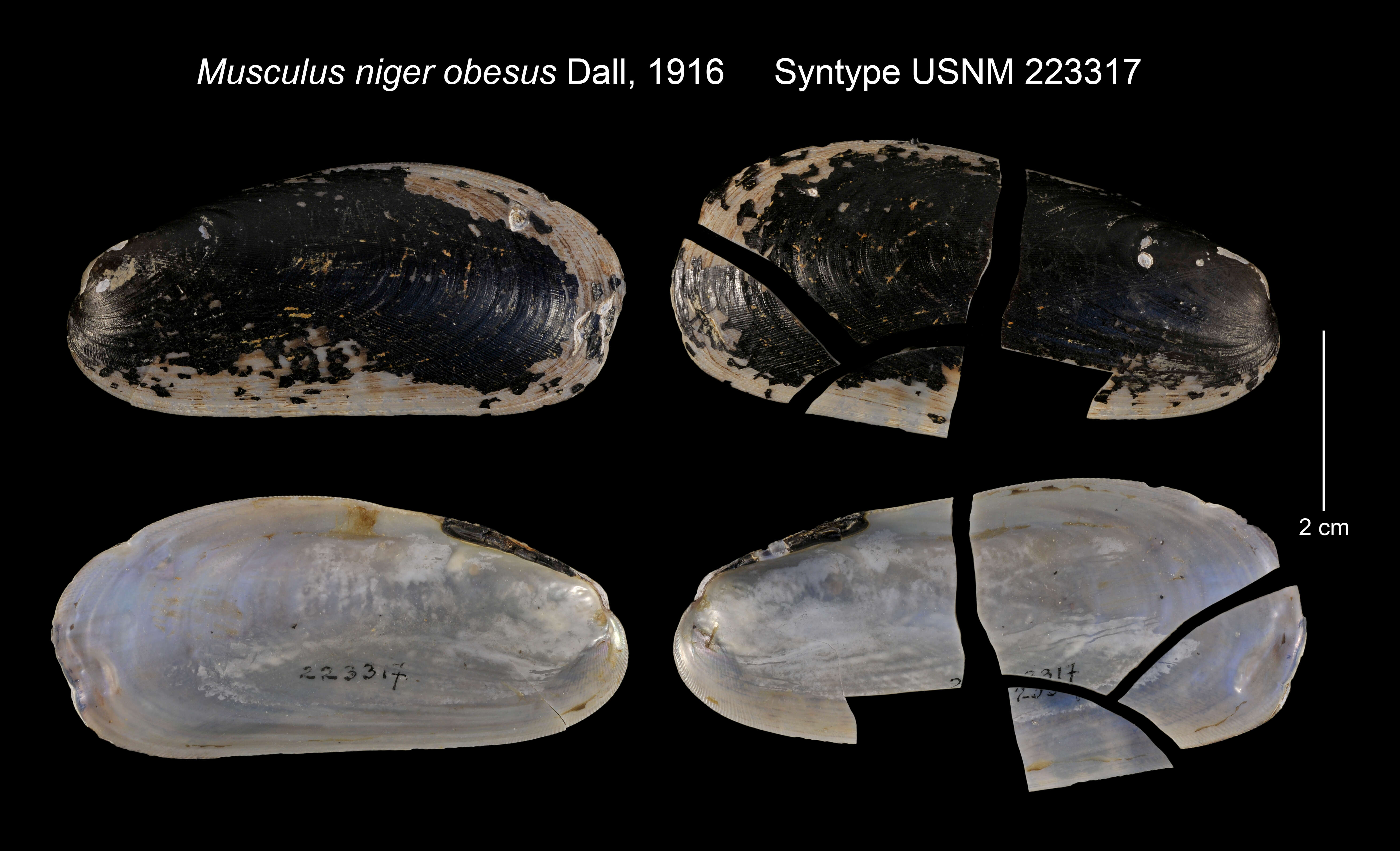 Image of Musculus niger obesus Dall 1916