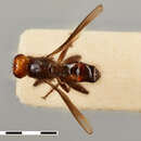 Image of Dasyphlebomyia stylata Becker 1914