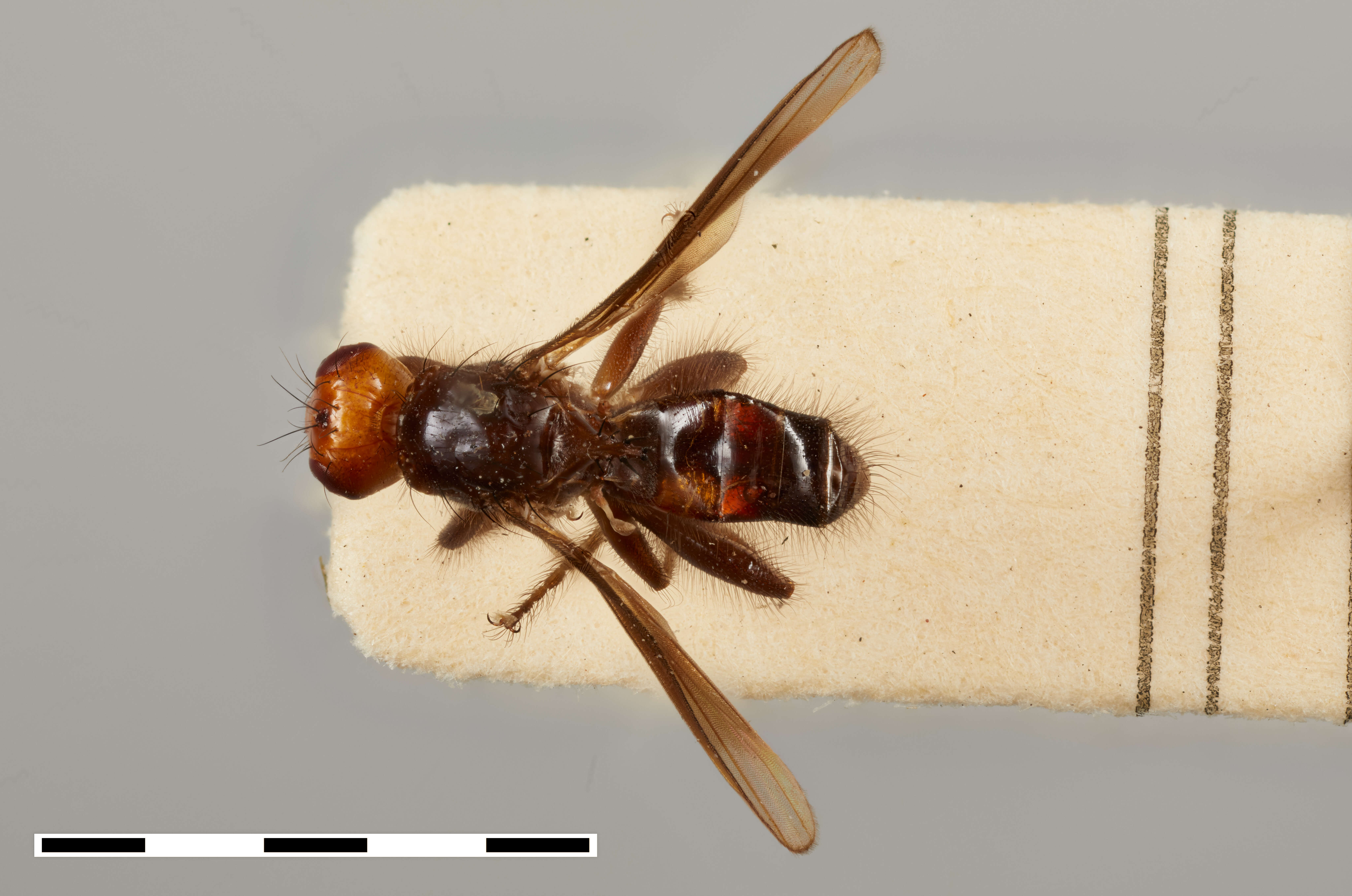 Image of Dasyphlebomyia stylata Becker 1914
