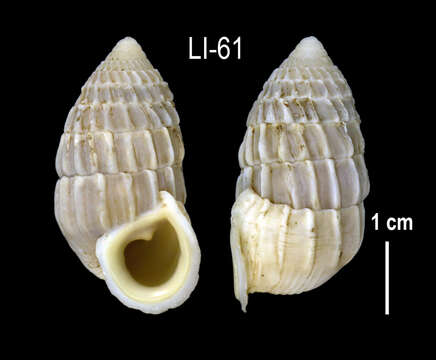 Image of <i>Cerion caerulescens</i>