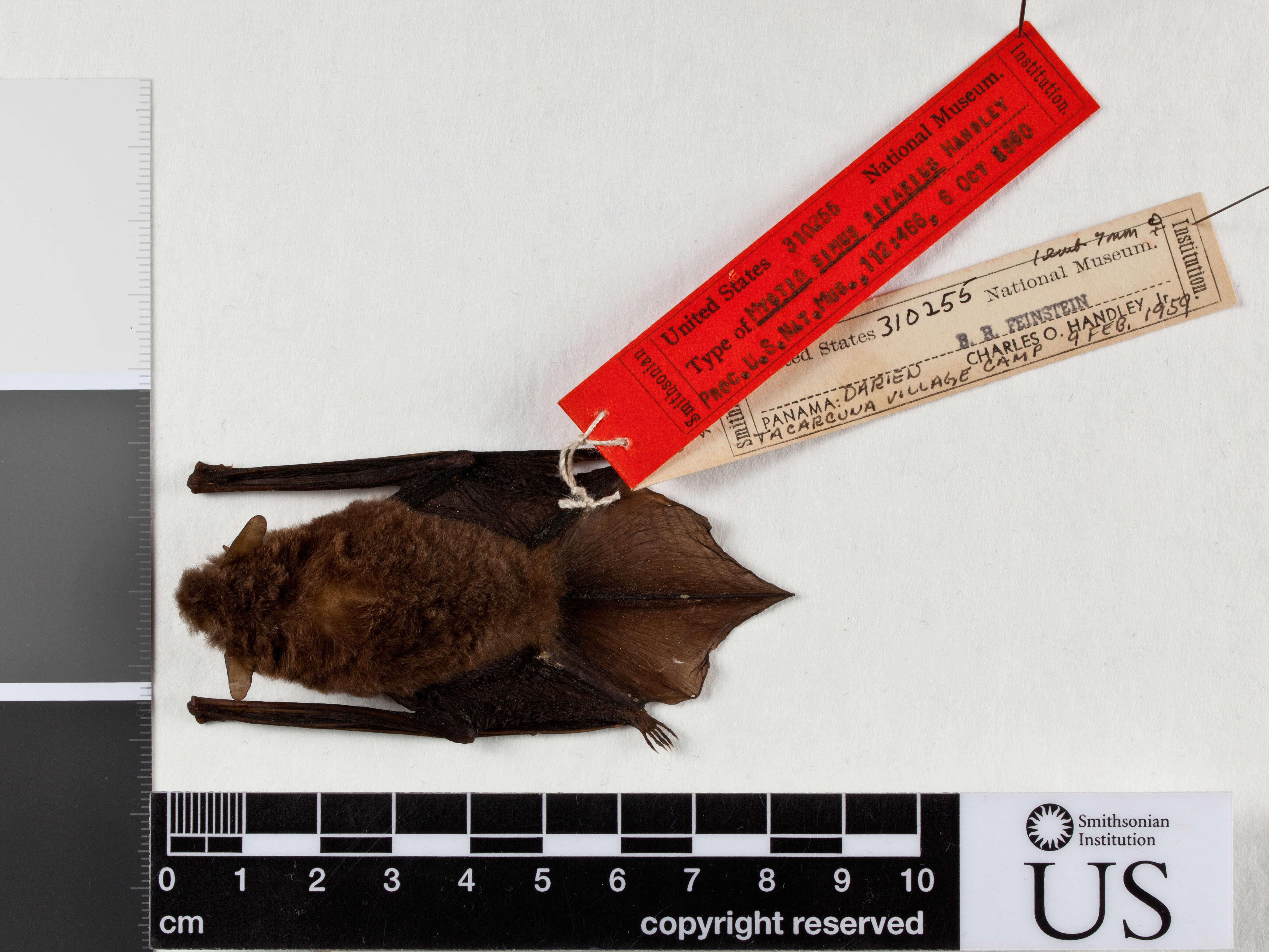 صورة Myotis riparius Handley 1960