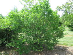 Ilex verticillata (L.) A. Gray resmi