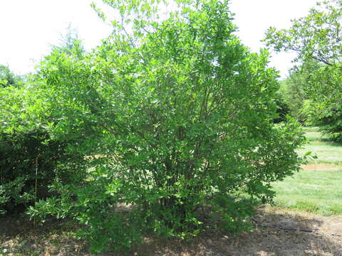 Ilex verticillata (L.) A. Gray resmi