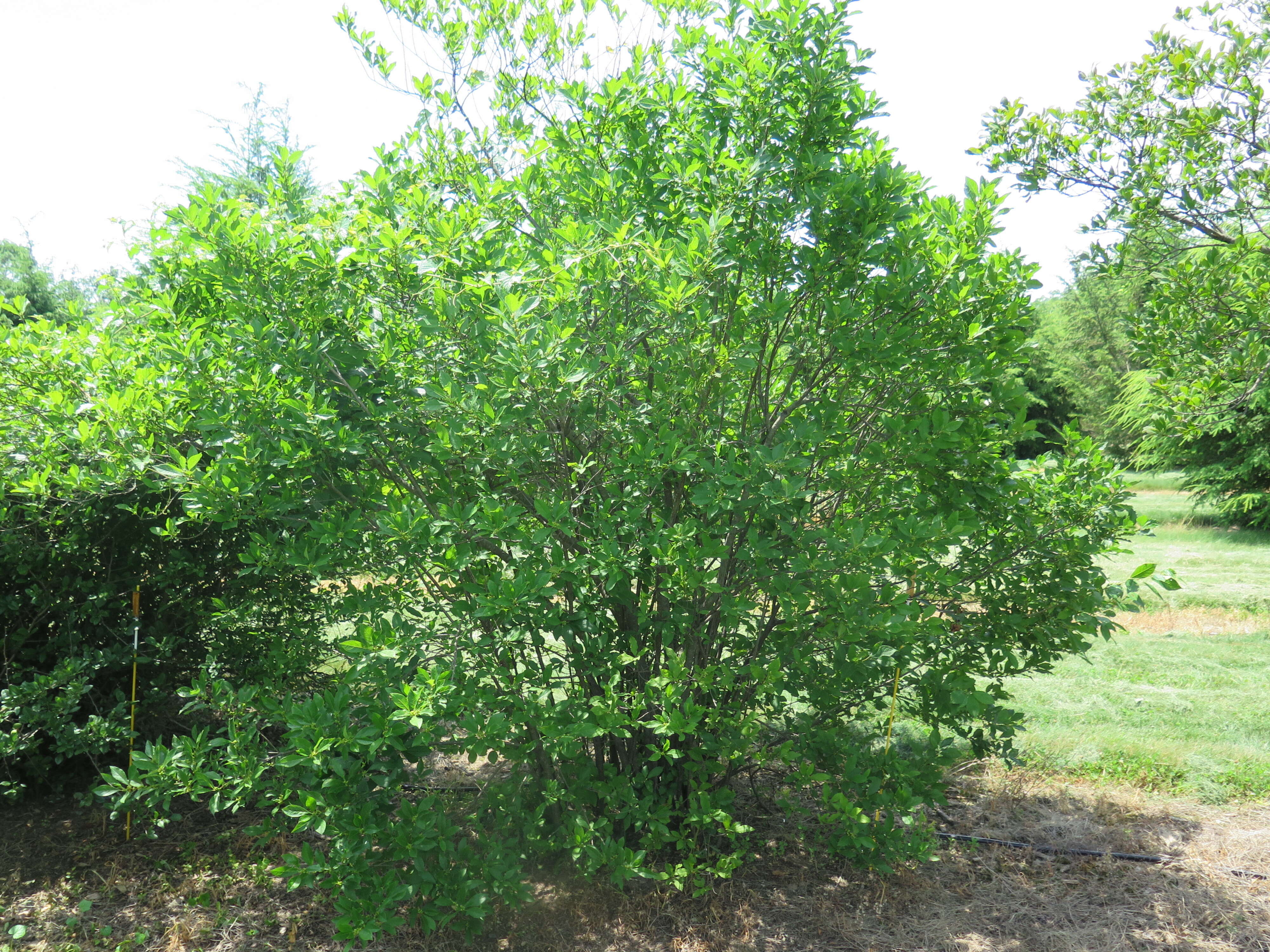 Image of Michigan holly