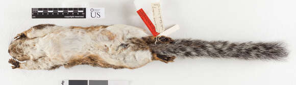 Imagem de Sciurus variegatoides underwoodi Goldman 1932