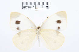 Image of Southern Small White