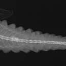 Image of Furrowed clingfish