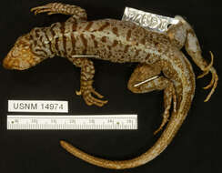 Microlophus pacificus (Steindachner 1876)的圖片