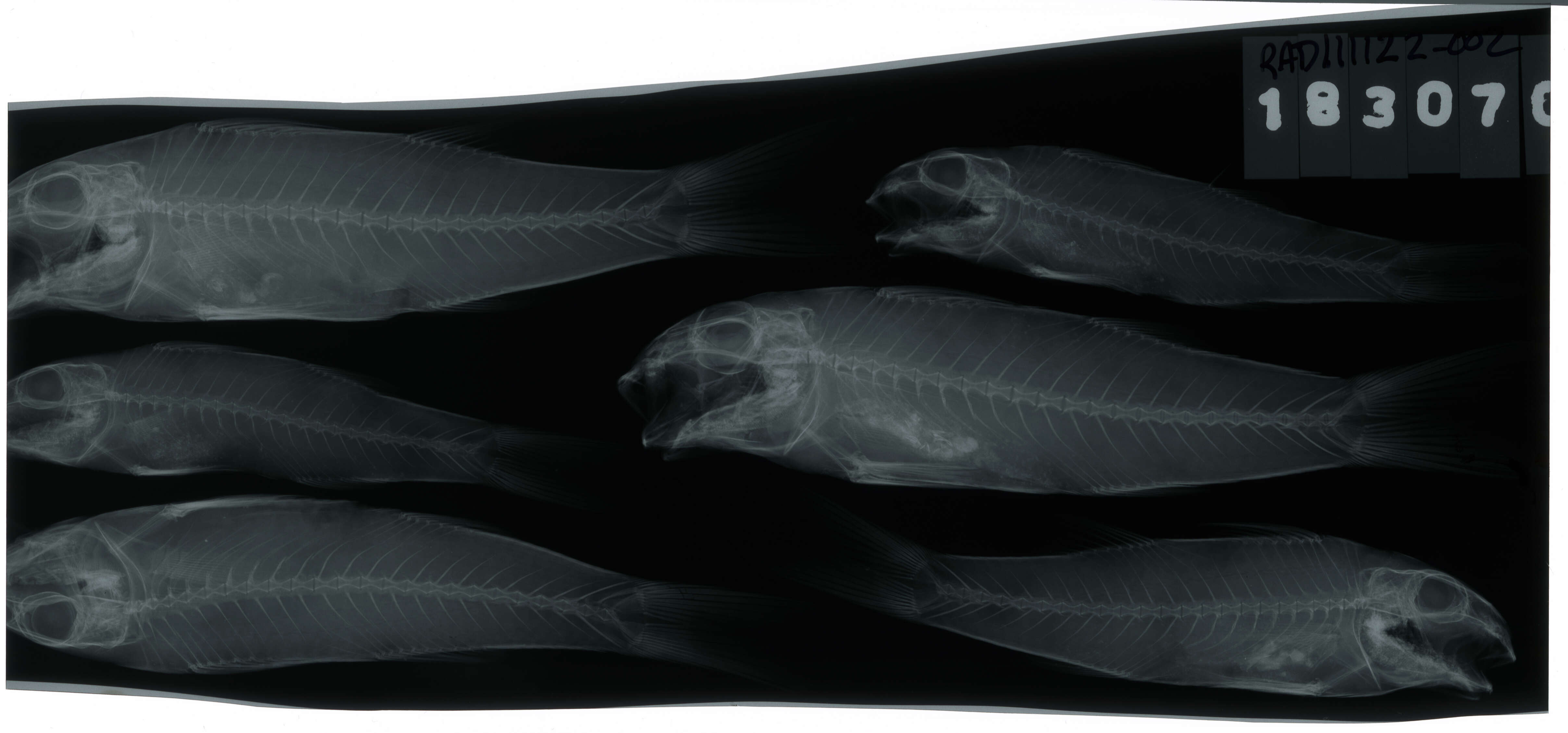 Image of Dark-barred goatfish