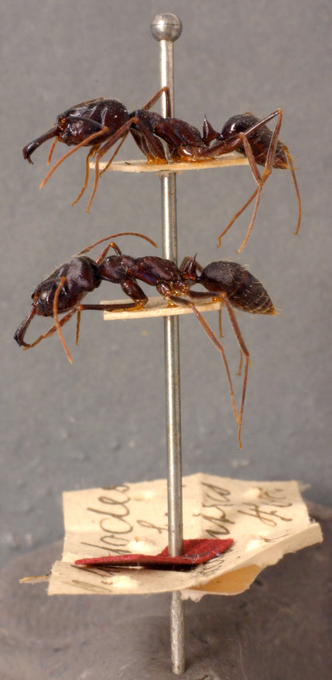 Image de Odontomachus haematodus (Linnaeus 1758)