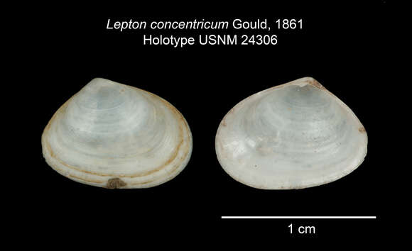 Sivun Mysella concentrica (A. A. Gould 1861) kuva