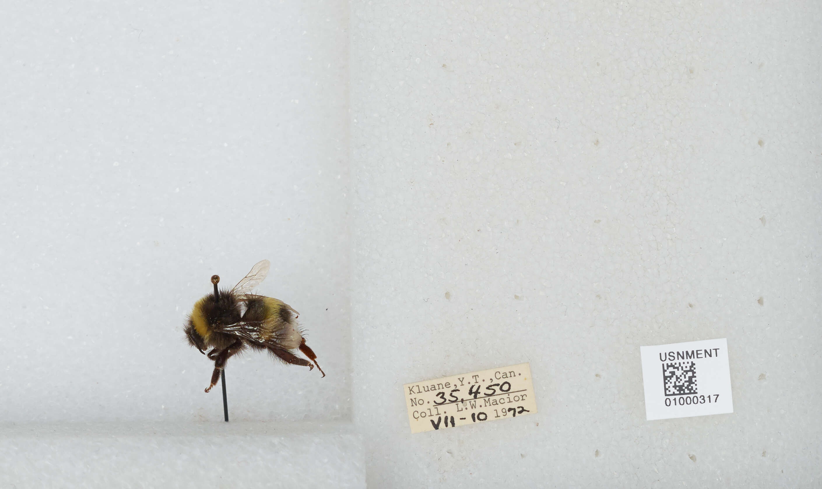 Image of White-tailed bumblebee