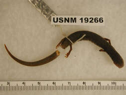 Image of Leprous False Brook Salamander