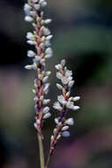 Polygonum acuminatum resmi