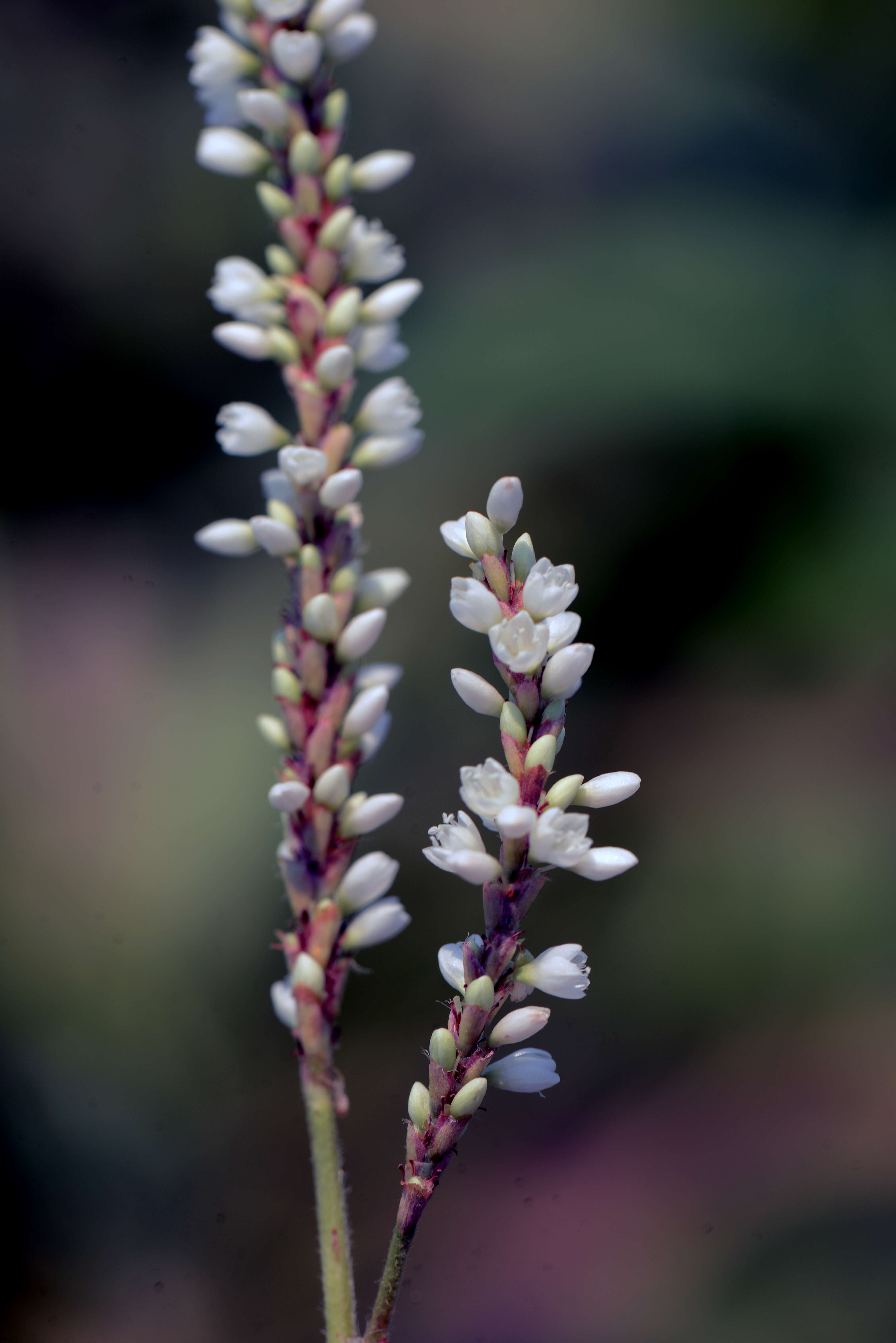 Image of Polygonum acuminatum