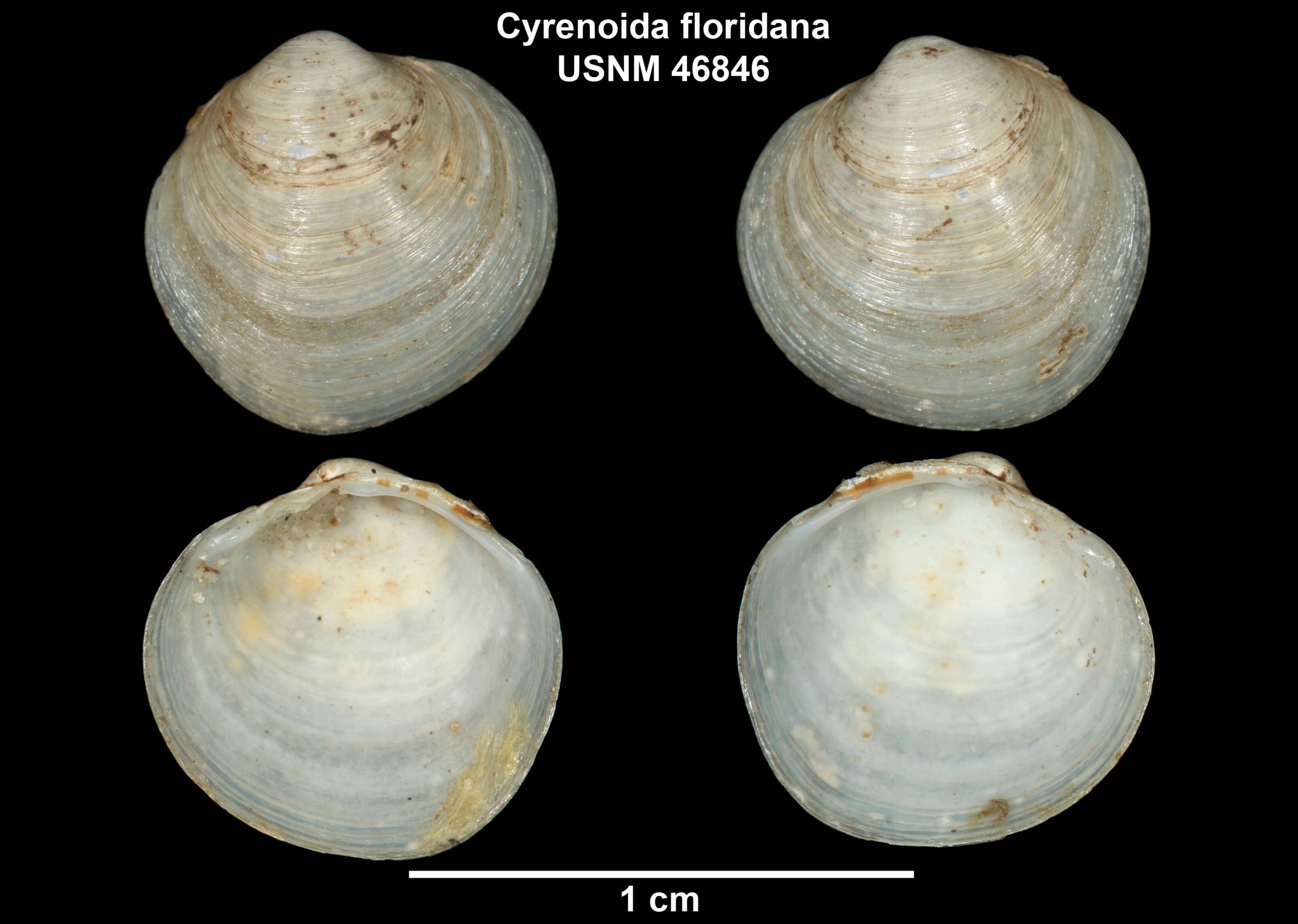Image de Cyrenoididae H. Adams & A. Adams 1857