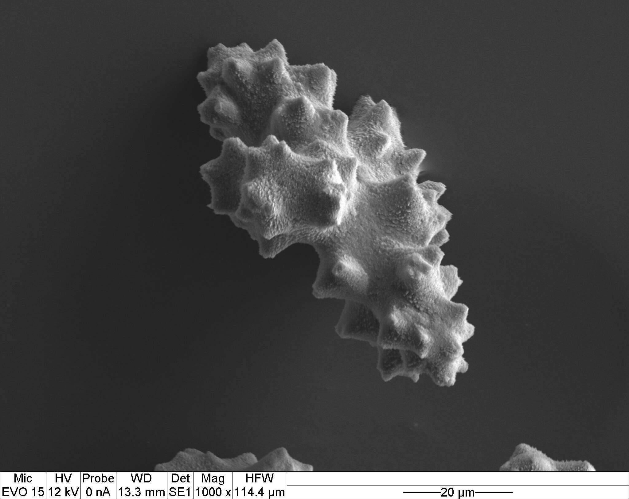 Image of Pleurocorallium porcellanum (Pasternak 1981)