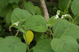 Image of Heliotropium macrostachyum (DC.) Hemsl.