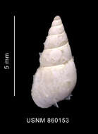 Image of Toledonia parelata Dell 1990