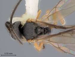 Image of Microplitis indicus Marsh 1978