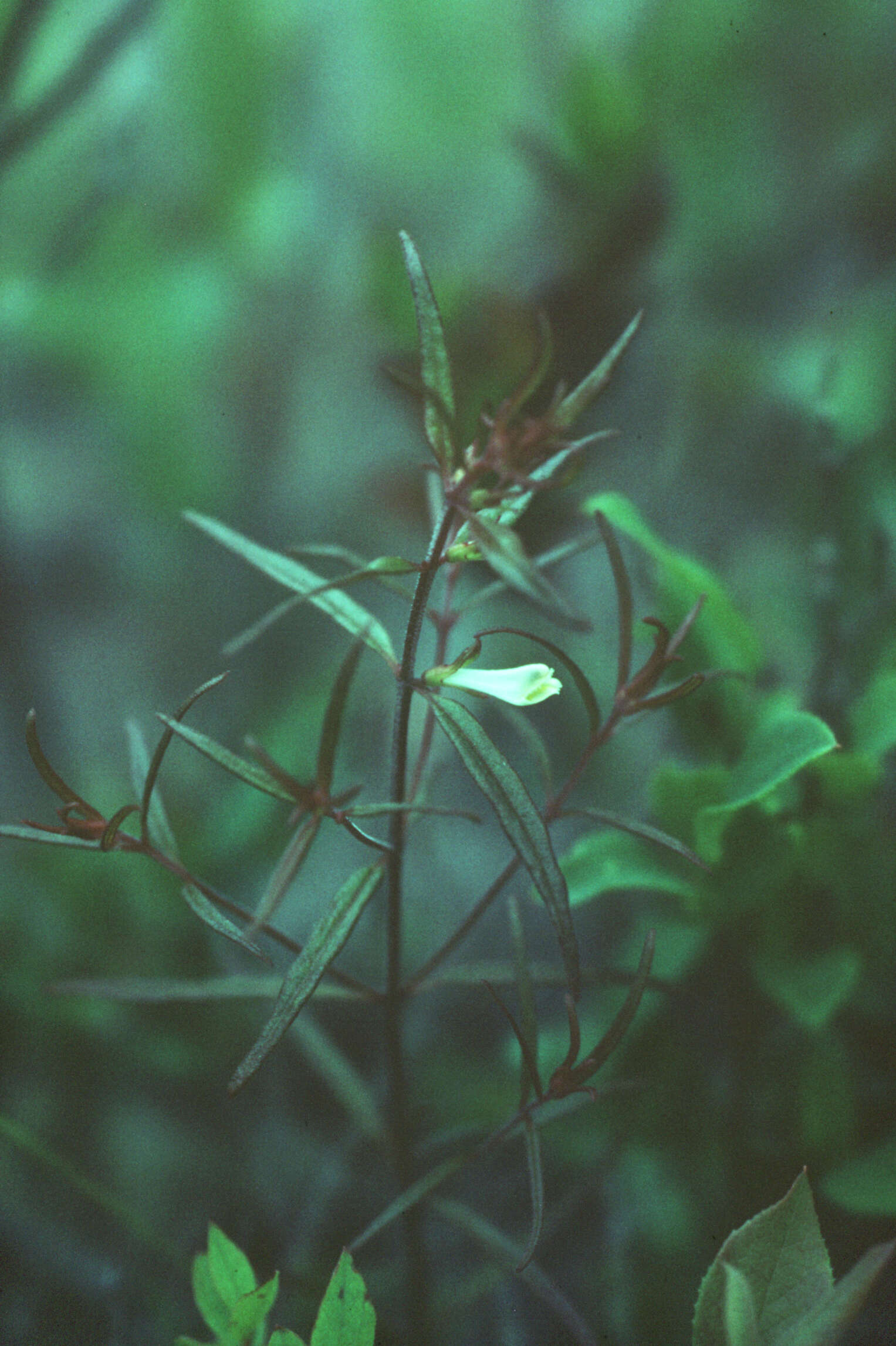 Image of narrowleaf cowwheat