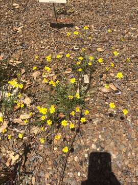 Image of Mt. Hamilton tickseed