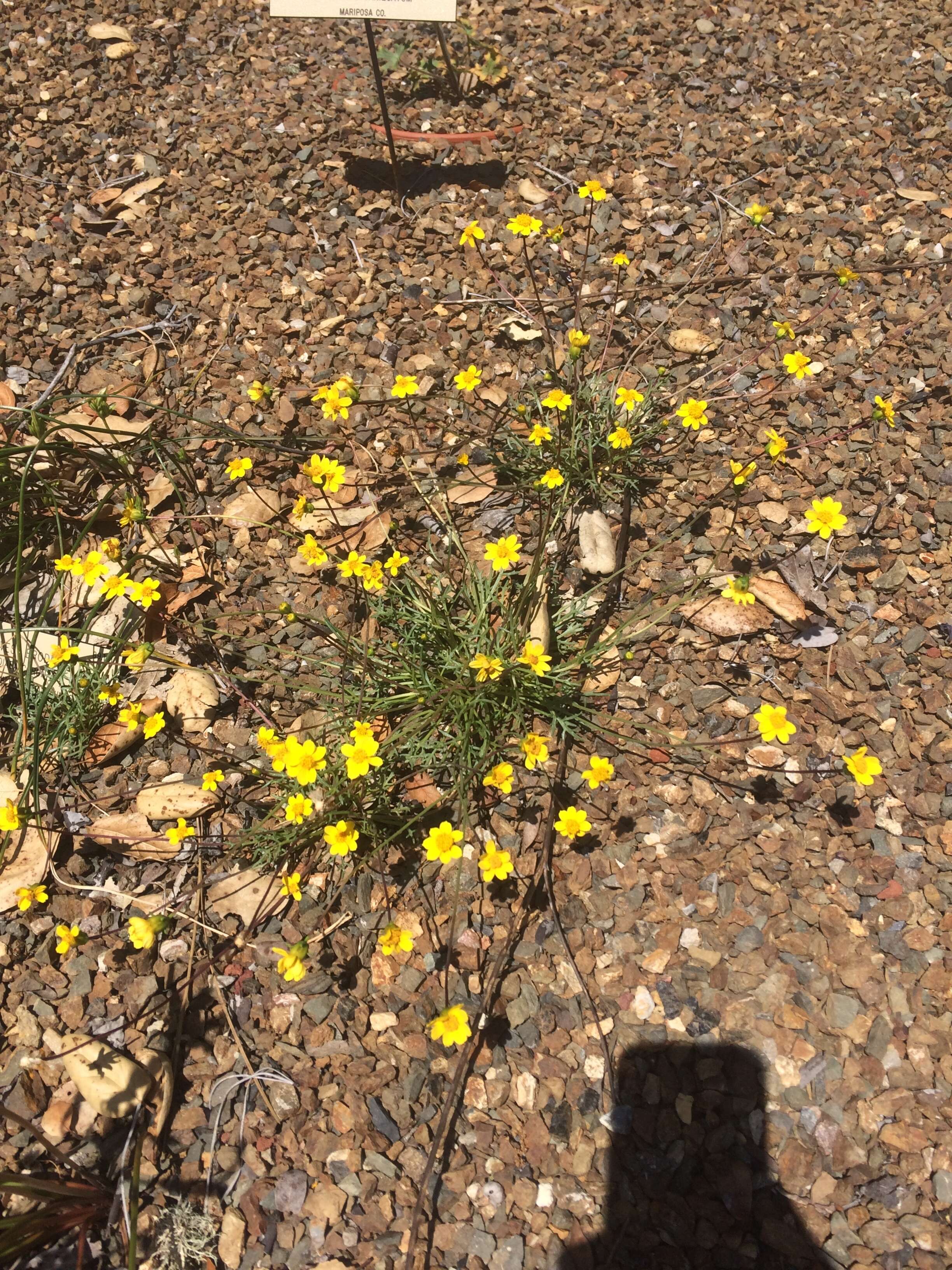 Coreopsis hamiltonii (Elmer) H. K. Sharsmith的圖片