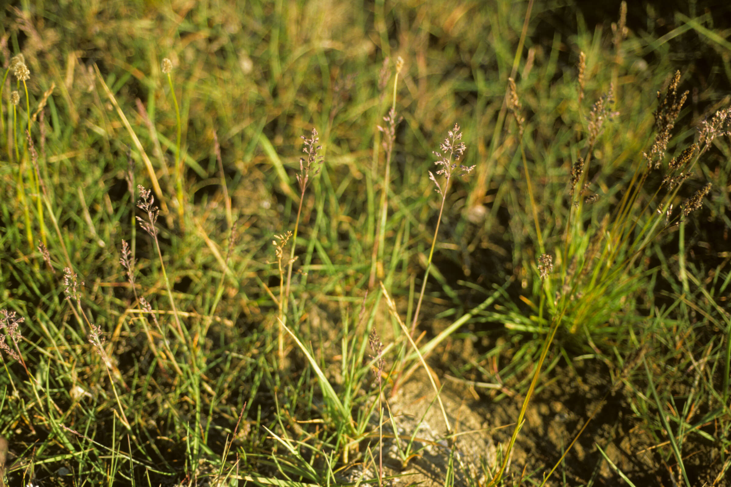 Image of Kentucky bluegrass