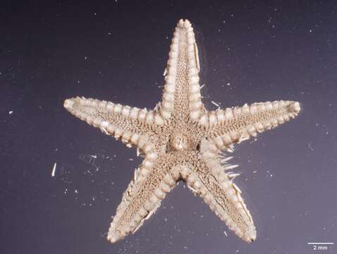 Image of Astropecten antillensis Lütken 1859