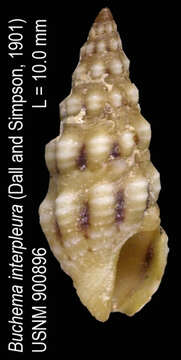 Sivun Buchema interpleura (Dall & Simpson 1901) kuva