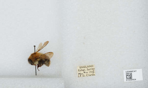 Image of Common carder bumblebee