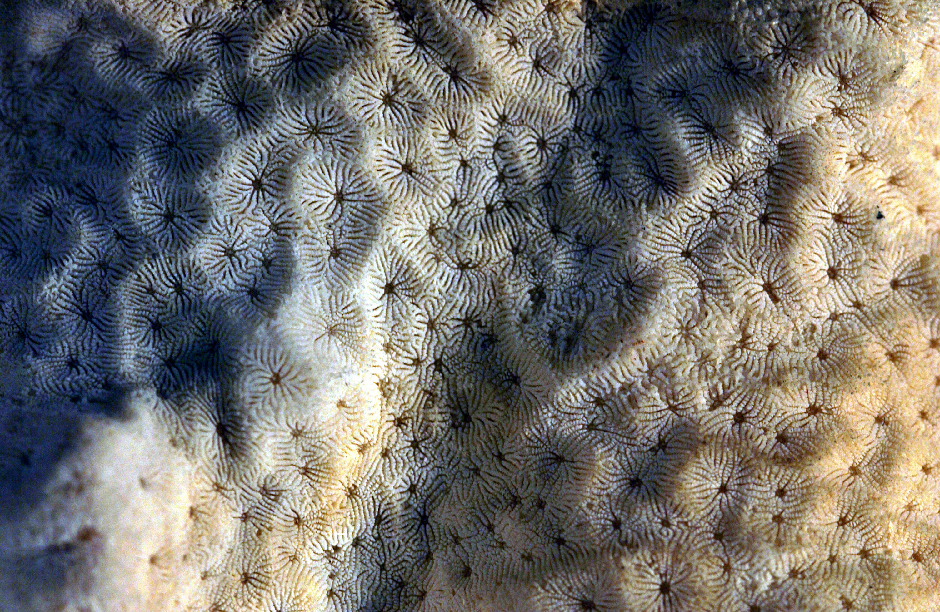 Image of Encrusting Sandpaper Coral